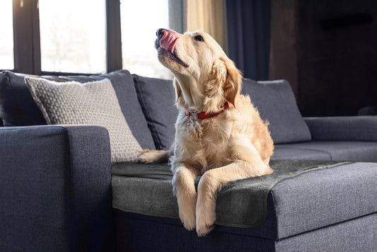 dog laying on top of PeapodMats on a couch